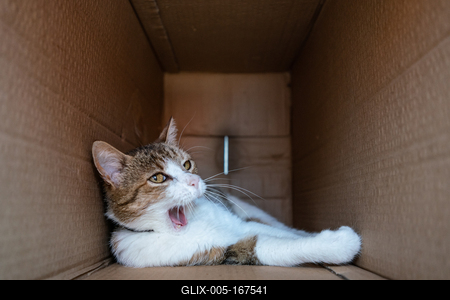 lazy cat relaxing in a paper box-stock-foto
