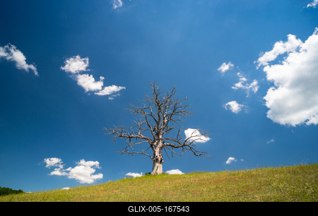 lonely dead dry tree on a hill-stock-foto