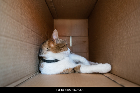 lazy cat relaxing in a paper box-stock-foto