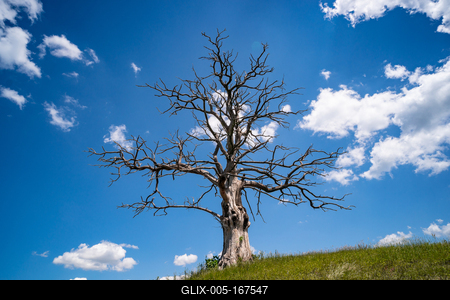 lonely dead dry tree on a hill-stock-foto