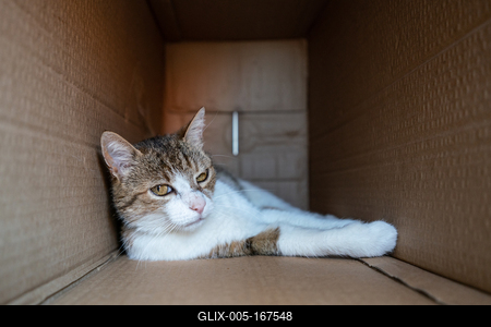 lazy cat relaxing in a paper box-stock-foto
