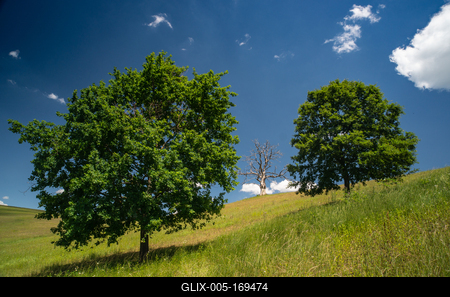 Dead tree with green trees and cloudy sky-stock-foto
