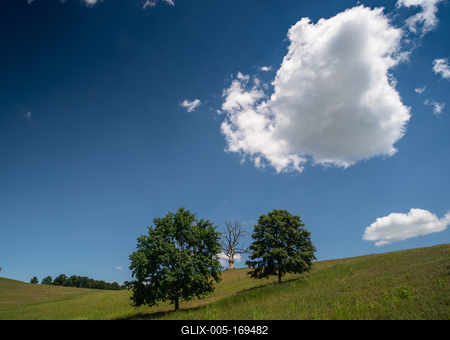 Dead tree with green trees and cloudy sky-stock-foto
