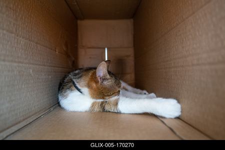lazy cat relaxing in a paper box-stock-foto
