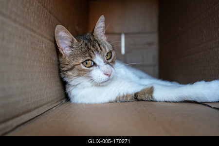 lazy cat relaxing in a paper box-stock-foto