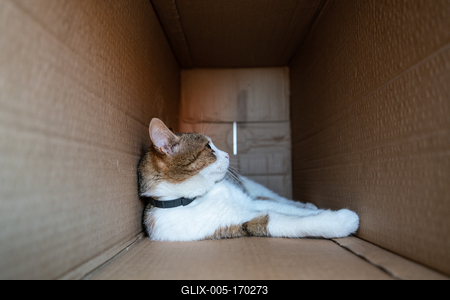 lazy cat relaxing in a paper box-stock-foto