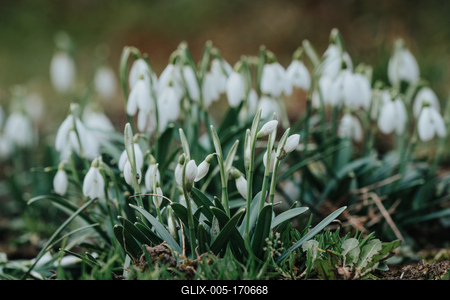 Snowdrops as a first spring flowers on a green natural background-stock-foto