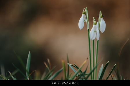 Snowdrops as a first spring flowers on a green natural background-stock-foto