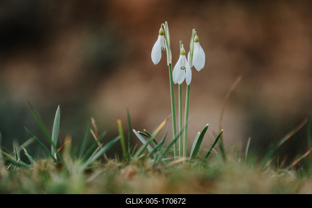 Snowdrops as a first spring flowers on a green natural background-stock-foto