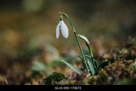 Snowdrops as a first spring flowers on a green natural background-stock-foto