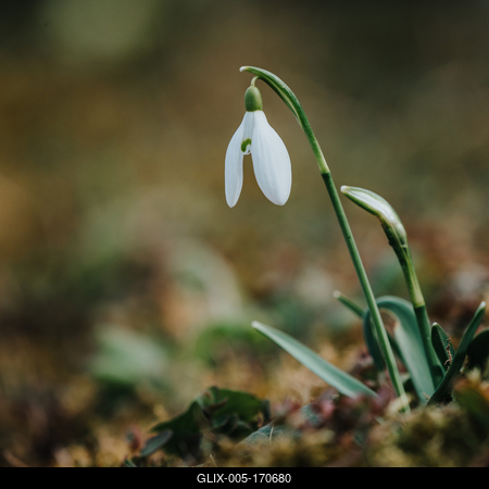 Snowdrops as a first spring flowers on a green natural background-stock-foto