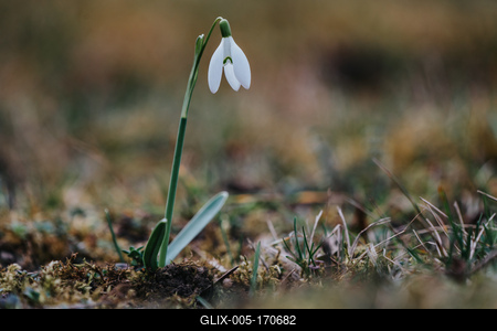 Snowdrops as a first spring flowers on a green natural background-stock-foto