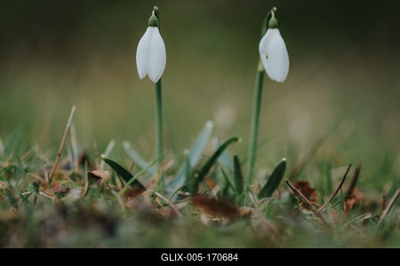 Snowdrops as a first spring flowers on a green natural background-stock-foto