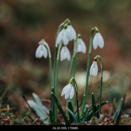Snowdrops as a first spring flowers on a green natural background-stock-foto
