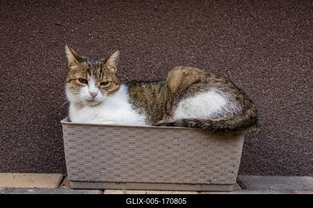 gray cat relaxing on a flower-box-stock-foto
