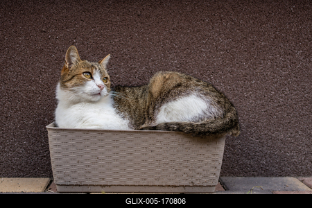 gray cat relaxing on a flower-box-stock-foto