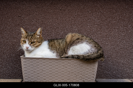 gray cat relaxing on a flower-box-stock-foto