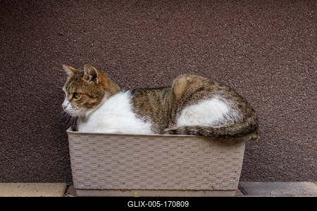 gray cat relaxing on a flower-box-stock-foto
