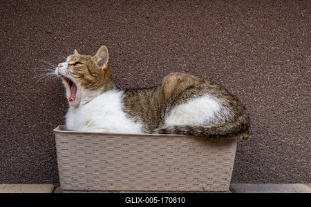 gray cat relaxing on a flower-box-stock-foto