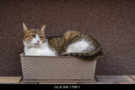 gray cat relaxing on a flower-box-stock-foto