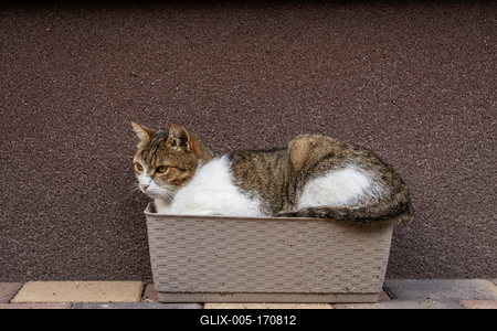 gray cat relaxing on a flower-box-stock-foto