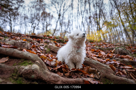 Bichon frise dog in autumn forest-stock-foto