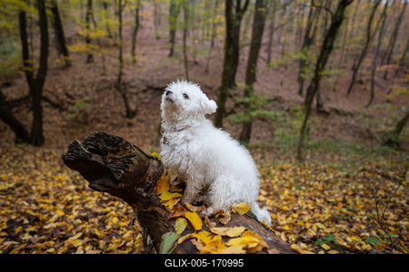 Bichon frise dog in autumn forest-stock-foto