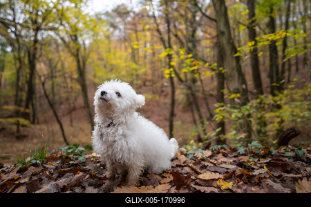 Bichon frise dog in autumn forest-stock-foto