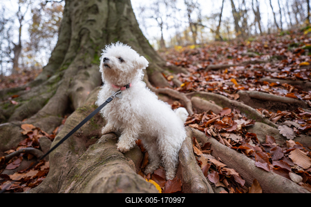 Bichon frise dog in autumn forest-stock-foto
