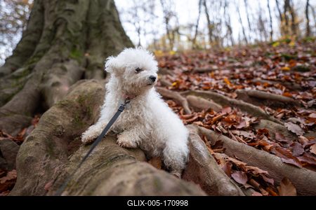 Bichon frise dog in autumn forest-stock-foto