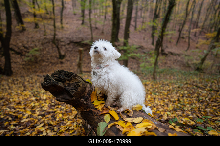 Bichon frise dog in autumn forest-stock-foto