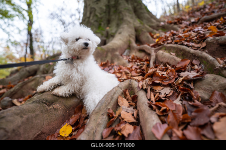 Bichon frise dog in autumn forest-stock-foto