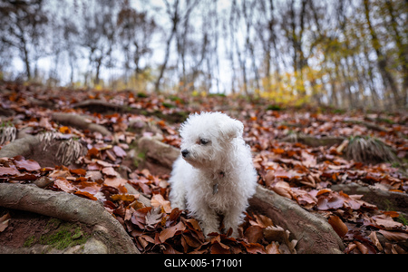 Bichon frise dog in autumn forest-stock-foto
