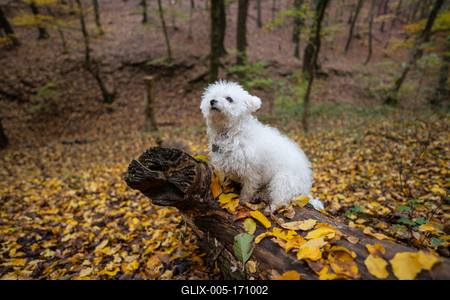 Bichon frise dog in autumn forest-stock-foto
