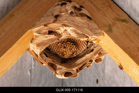 hornets nest under a wooden roof-stock-foto
