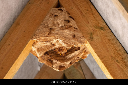 hornet nest under a wooden roof-stock-foto