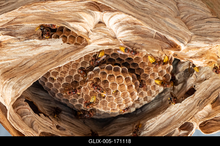 hornets nest under a wooden roof-stock-foto