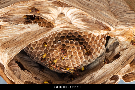 hornets nest under a wooden roof-stock-foto