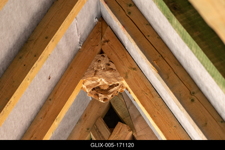 hornet nest under a wooden roof-stock-foto