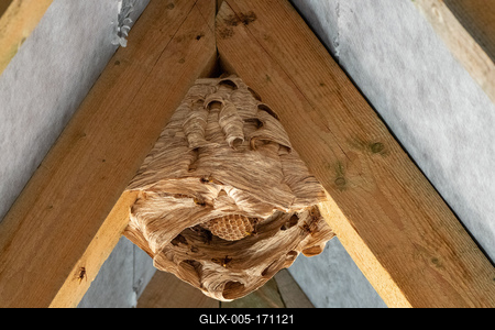 hornet nest under a wooden roof-stock-foto