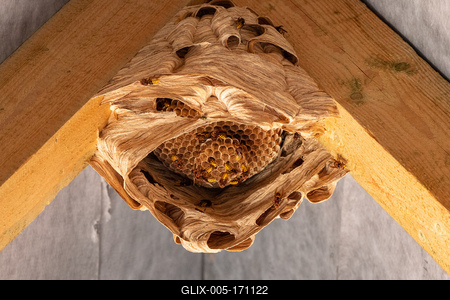 hornets nest under a wooden roof-stock-foto