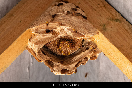 hornets nest under a wooden roof-stock-foto
