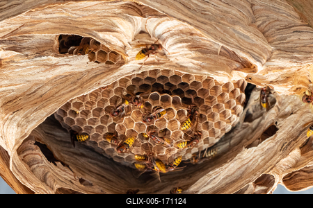 hornets nest under a wooden roof-stock-foto