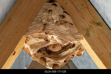 hornet nest under a wooden roof-stock-foto