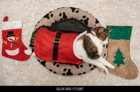 Cat wearing santa costume at home-stock-foto