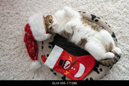 Cat wearing santa hat at home-stock-foto