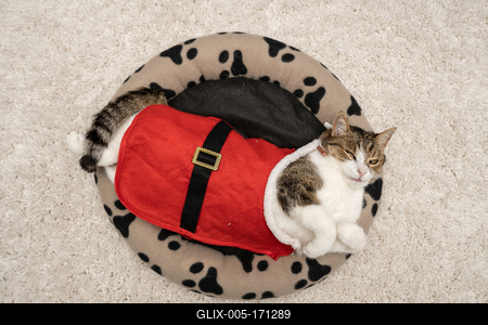 Cat wearing santa costume at home-stock-foto