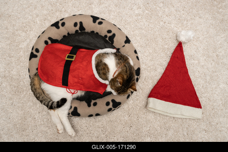 Cat wearing santa costume at home-stock-foto