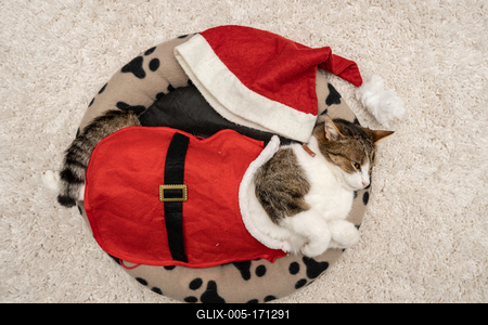 Cat wearing santa costume at home-stock-foto