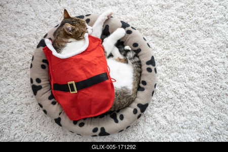 Cat wearing santa costume at home-stock-foto